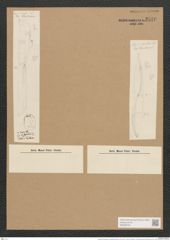 Amphiprora decussata var. septentrionalis Grun. (de-Toni-Nr.: Genus 29, Species 1319) Zeichnungen Sammlung Grunow Nr. 2546 (NHMW-BOT-W0369722)